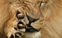 lion paw