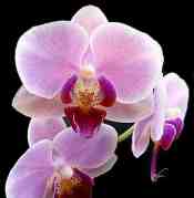 Orchid